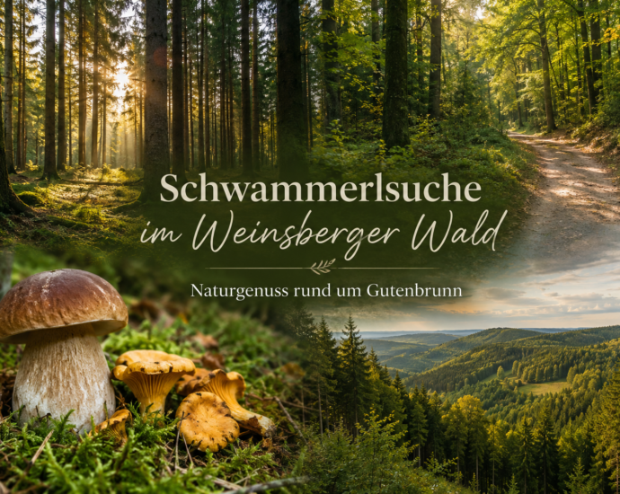 Schwammerlsuche im Weinsberger Wald rund um Gutenbrunn