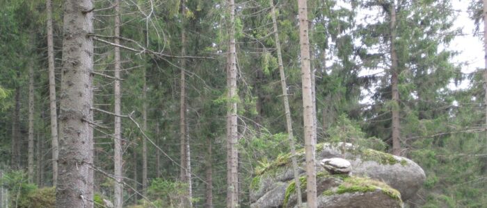 Naturerlebnis im Waldviertel Naturerlebnis im Waldviertel nahe der Ferienwohnungen Anna & Herbert Gutenbrunn mit hohen Nadelbäumen und einer markanten, moosbewachsenen Felsformation.