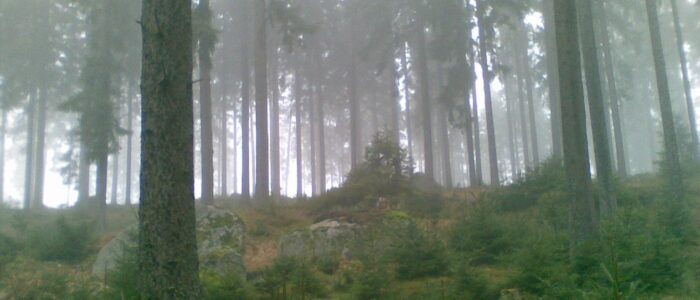 Nebelwald im Waldviertel bei Gutenbrunn Nebeliger Wald bei den Ferienwohnungen Anna & Herbert Gutenbrunn, ideal für barrierefreie Naturerlebnisse im Waldviertel für Familien und Gäste.
