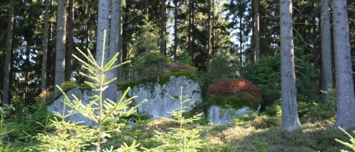 Naturerlebnis im Waldviertel Naturlandschaft im Waldviertel nahe der Ferienwohnungen Anna & Herbert Gutenbrunn mit Felsen, jungen Tannen und dichtem Nadelwald im Hintergrund.