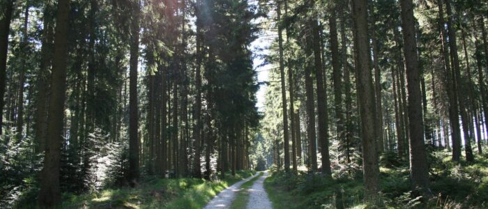 Naturerlebnis bei Ferienwohnungen Anna & Herbert Gutenbrunn Ein ebener Waldweg bei den Ferienwohnungen Anna & Herbert Gutenbrunn, ideal für barrierefreie Spaziergänge im Waldviertel mit der Familie.