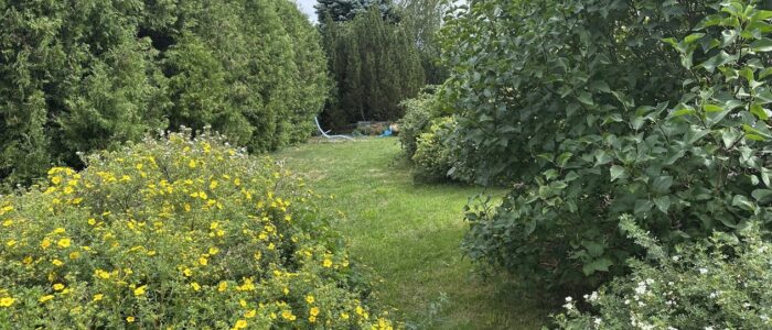 ZgY98rzyTfm8j2jg_5wygg Garden path bordered by yellow flowering shrubs on the left and a tall hedge on the right, with blue lounge chairs in the distance.