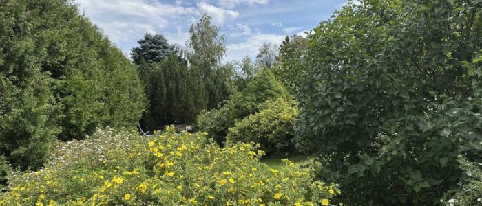 zl6mpcU4TKOCwTLwHLKaSw Sunny garden scene with dense green shrubs and a bed of bright yellow flowers in the foreground/surrounding the view.