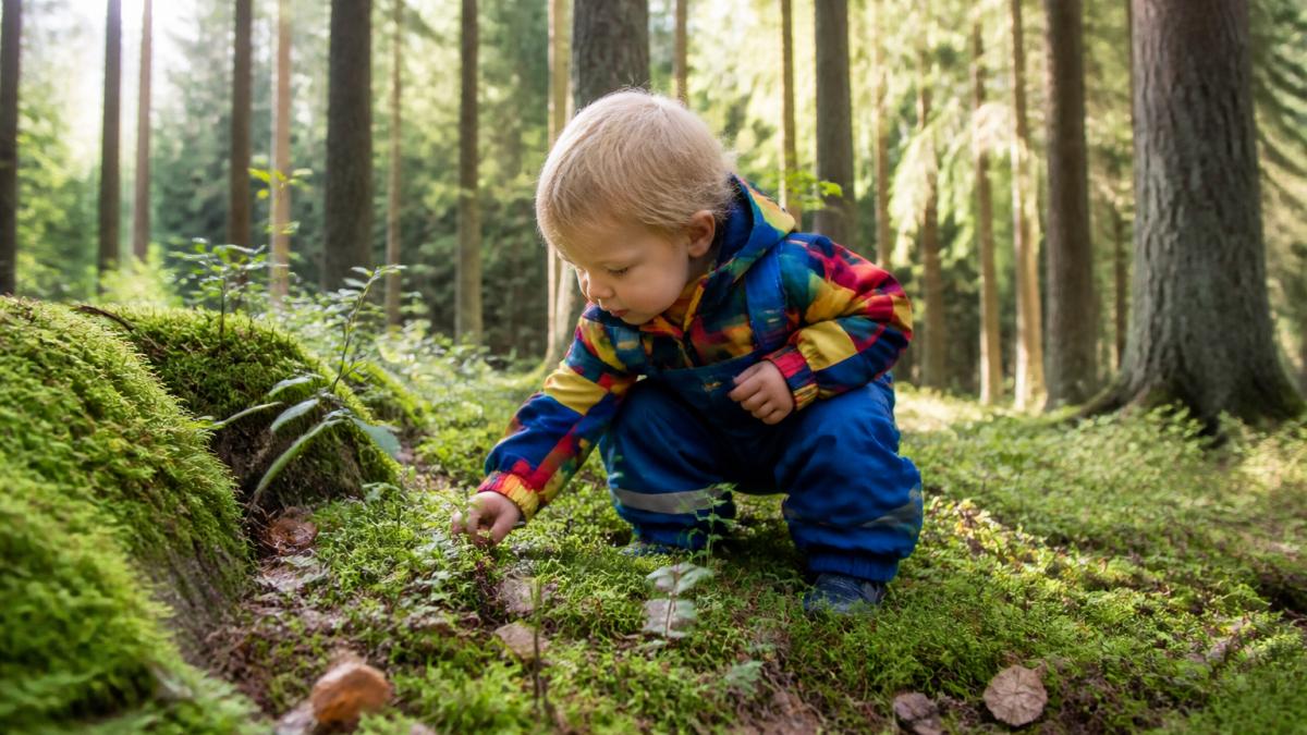 Ein kleines Kind in bunter Kleidung erkundet den moosbedeckten Waldboden, berührt Blätter und Pflanzen mit Neugierde, umgeben von hohen Bäumen und natürlichem Licht, das durch das Blätterdach filtert